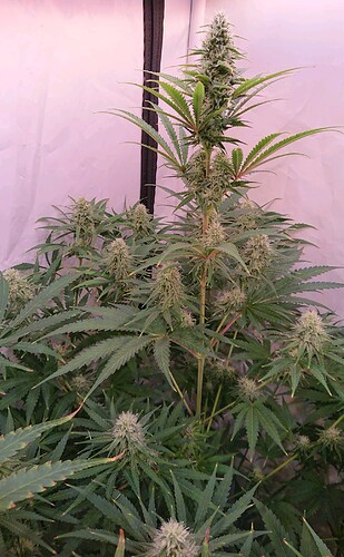 Growreport Bild 4