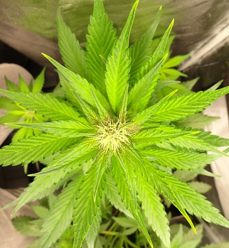 Growreport Bild 17