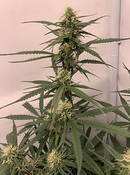Growreport Bild 21