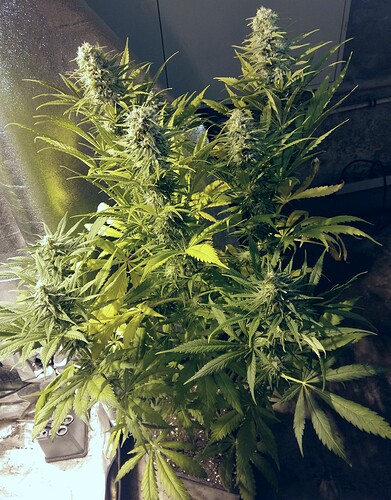 Growreport Bild 2