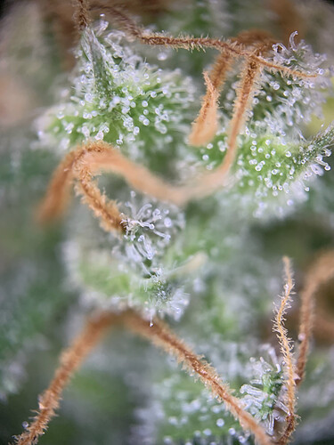 Growreport Bild 10