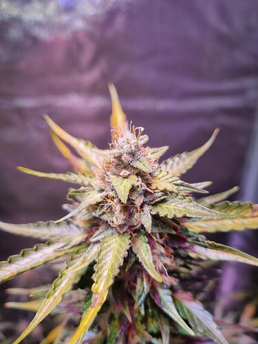 Growreport Bild 7