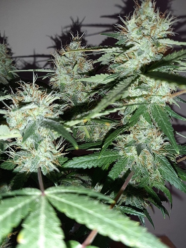 Growreport Bild 3