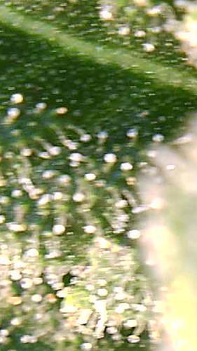 Growreport Bild 7