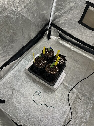 Growreport Bild 2