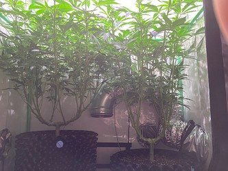 Growreport Bild 1