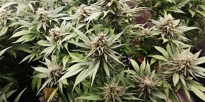 Growreport Bild 4