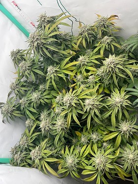 Growreport Bild 9