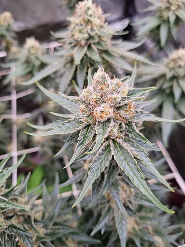 Growreport Bild 10