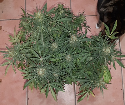 Growreport Bild 2