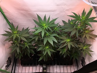 Growreport Bild 5