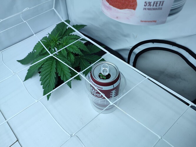 Growreport Bild 27