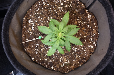 Ein junger Cannabissämling in einem Stofftopf, der sich in der Wachstumsphase befindet. Ein Zahnstocher mit einem grünen Marker ist in die Erde gesteckt.