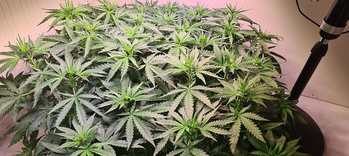 Growreport Bild 4
