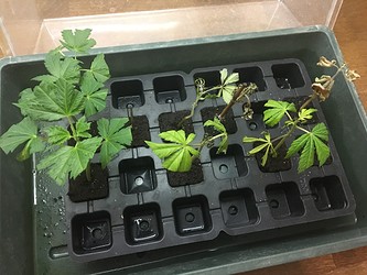 Growreport Bild 7