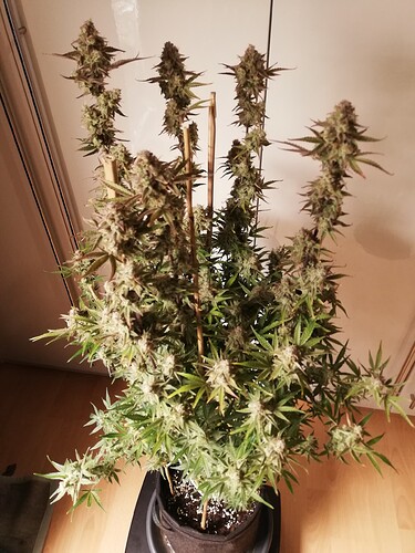GG#2_240112-2