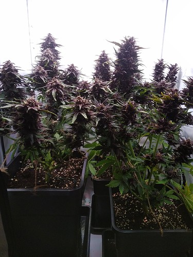 Growreport Bild 2