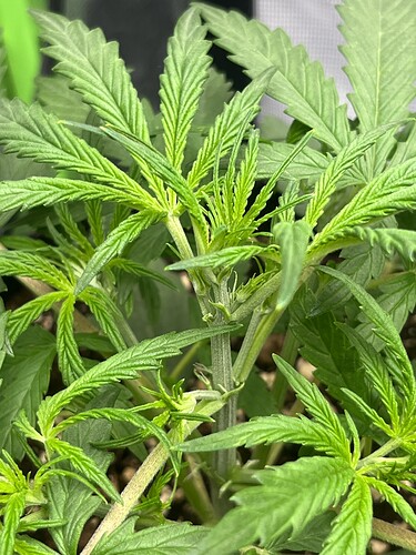 Growreport Bild 58