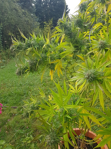 Growreport Bild 1