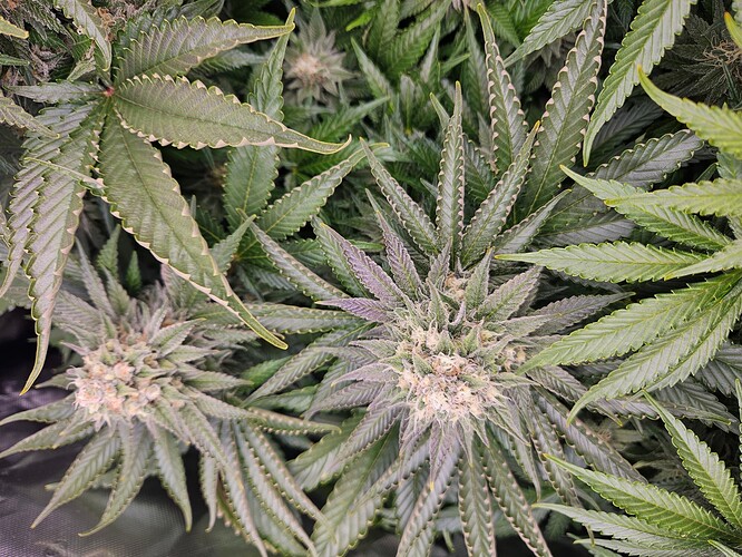 Growreport Bild 14