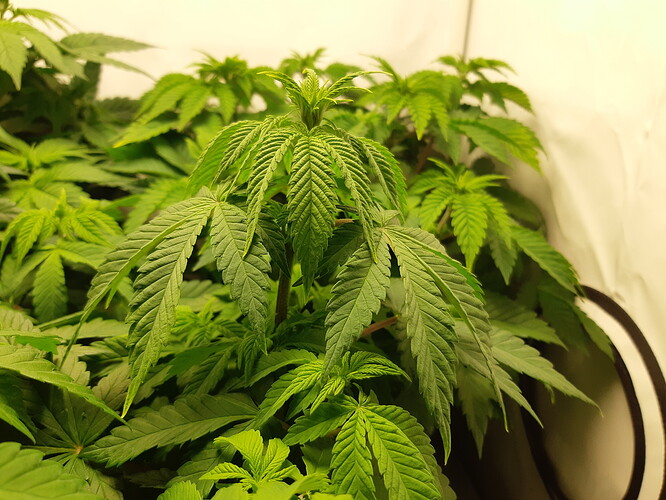 Growreport Bild 7