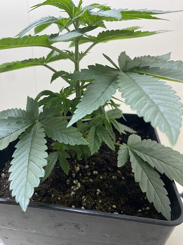 Growreport Bild 2
