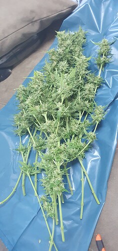 Growreport Bild 16