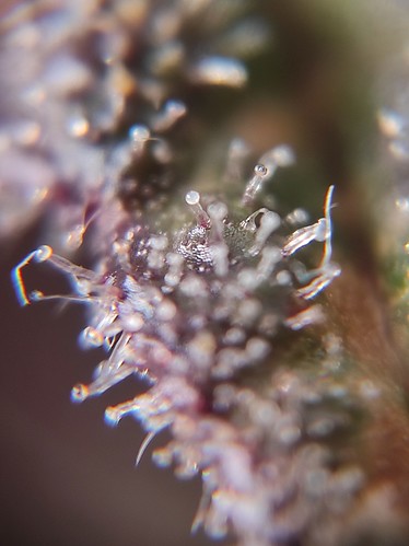 Growreport Bild 28