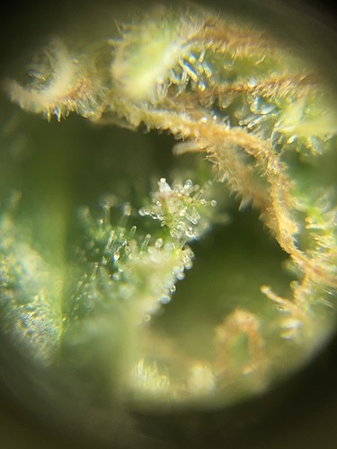 Growreport Bild 11