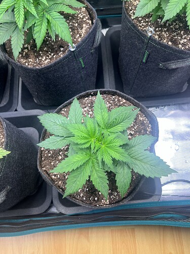 Growreport Bild 5