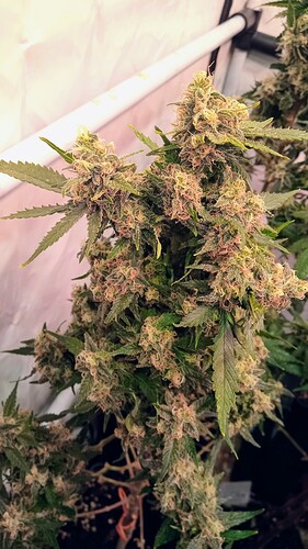Growreport Bild 38