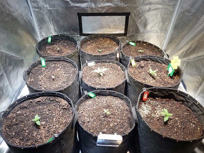 Growreport Bild 1