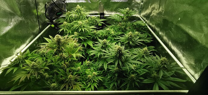 Growreport Bild 13