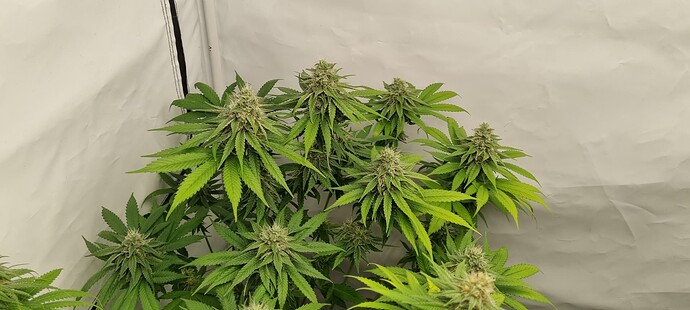 Growreport Bild 7