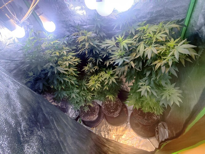 Growreport Bild 9