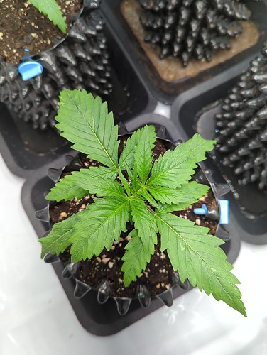 sensiskunk_oben_wt5