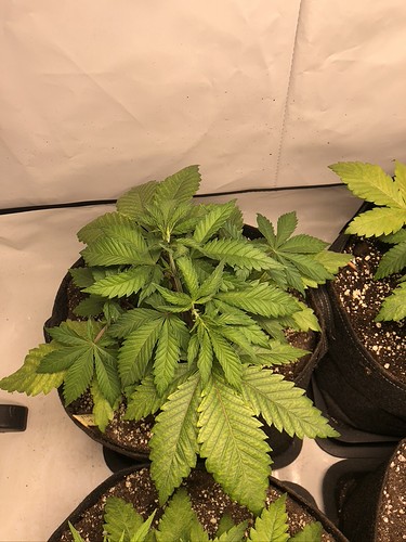 Growreport Bild 5
