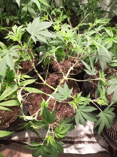 Growreport Bild 5