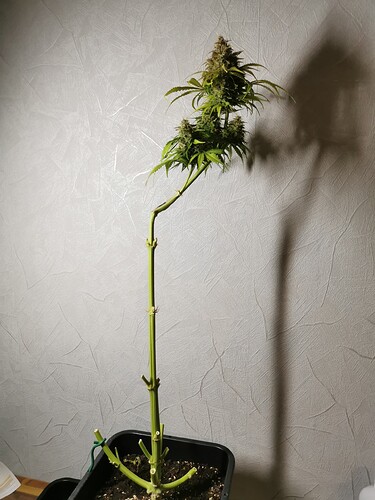 Growreport Bild 11