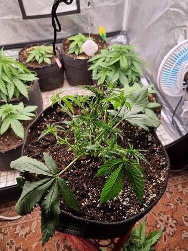 Growreport Bild 12