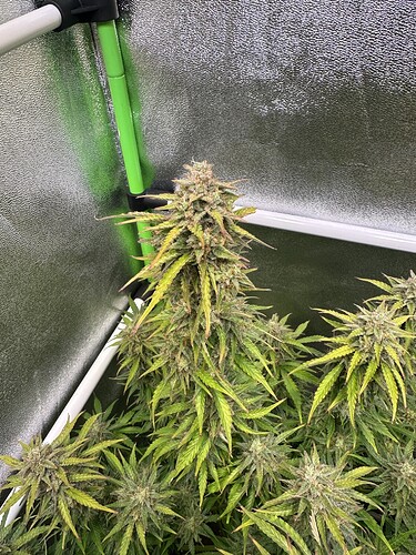 Growreport Bild 36