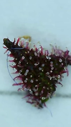Growreport Bild 7