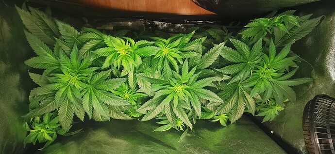 Growreport Bild 55