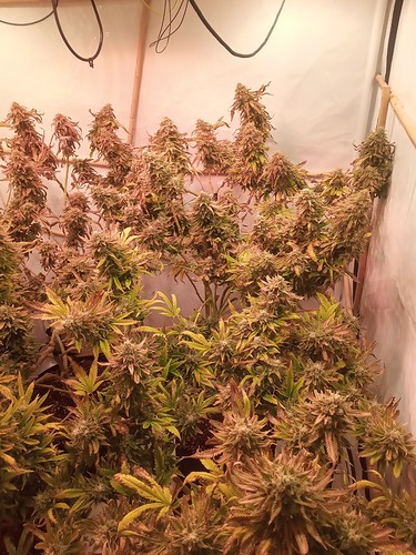 Growreport Bild 63