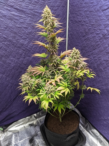 Growreport Bild 15