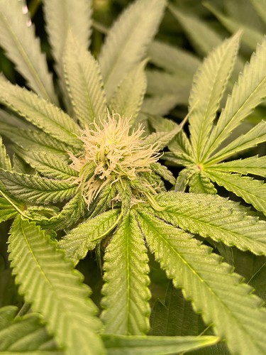 Growreport Bild 9