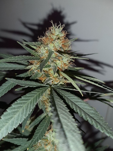 Growreport Bild 9