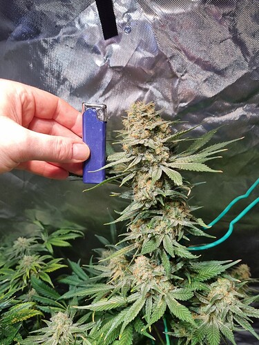 Growreport Bild 33