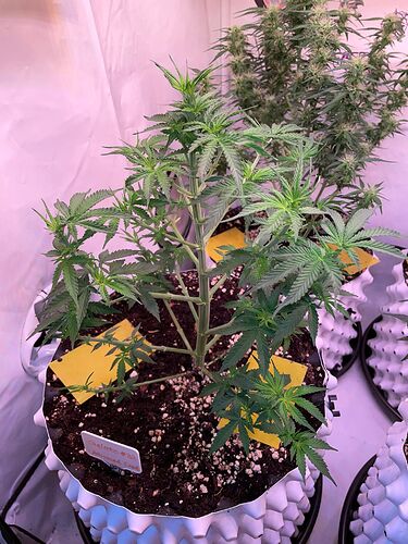 Growreport Bild 5