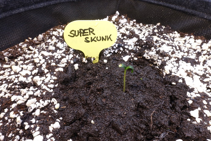 Growreport Bild 1